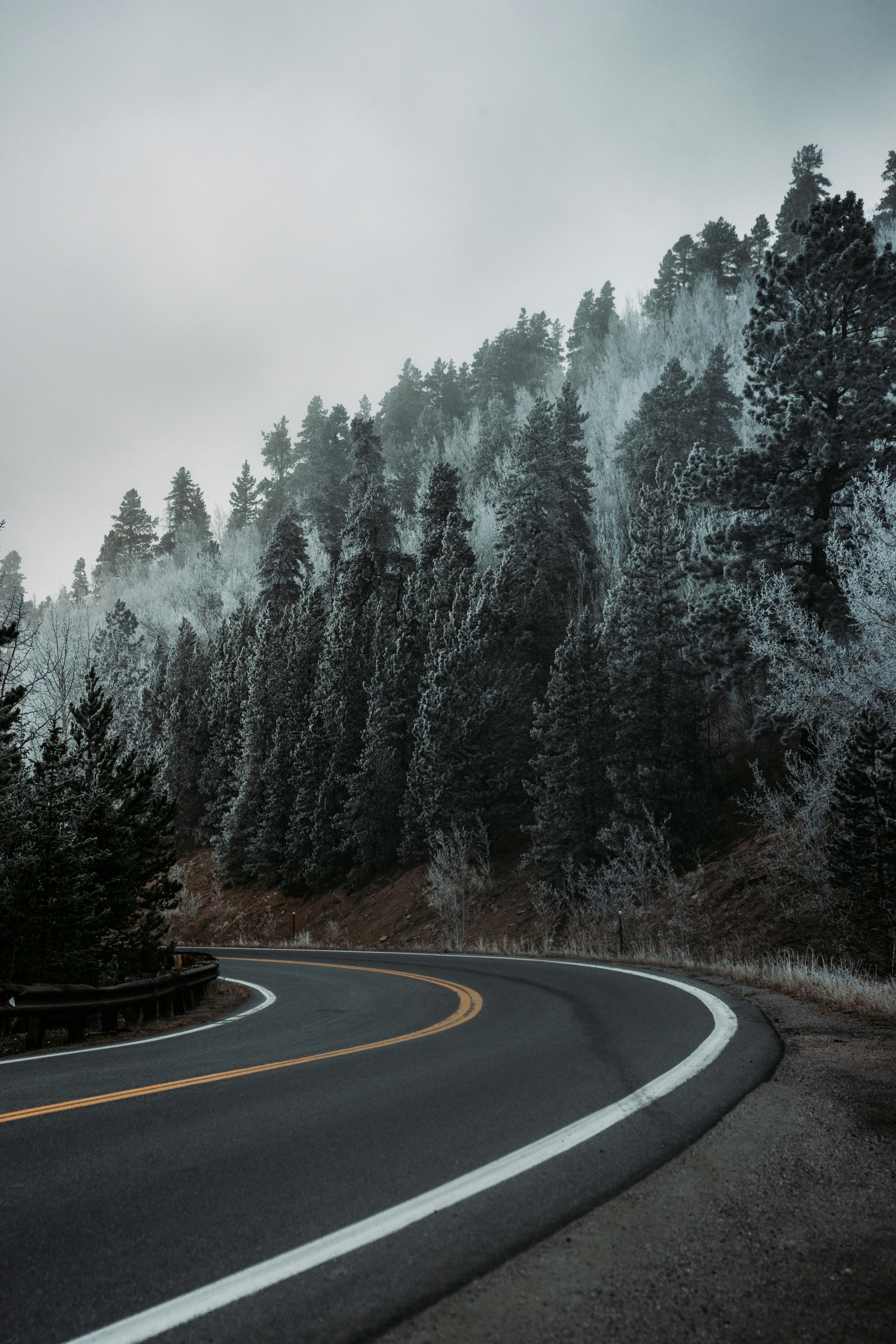 gray concrete road between trees covered with snow